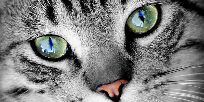 CATarsis